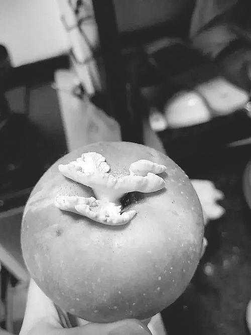 网红果菌王！浙江女子寄往昆明的苹果蘑菇，竟繁殖出惊人后代  第2张