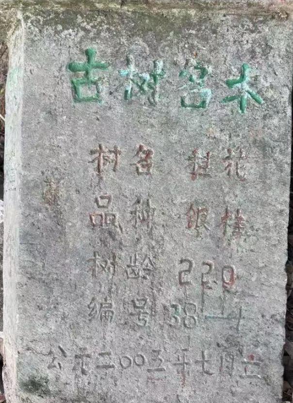90 后小伙竟用桂花做出线香、手串、香牌，留住杭城桂花香  第19张