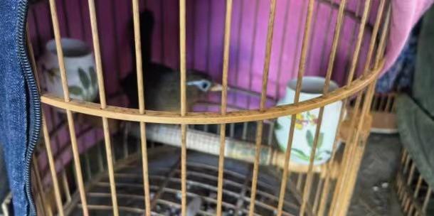 数十个画眉鸟被关进闷热阳台，主人已被移送起诉，你还敢养吗？  第2张