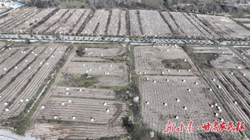 青贮饲料成积石山县牲畜过冬口粮，循环发展好处多  第1张
