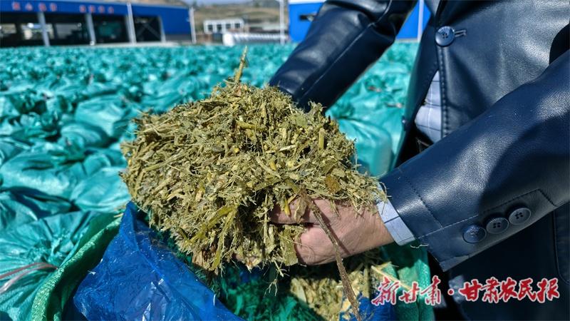 青贮饲料成积石山县牲畜过冬口粮，循环发展好处多  第3张