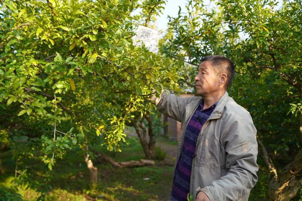 近 20 年研究培育！临潼石榴种植户选育新品种，果实颗粒大还抗寒抗裂果  第3张