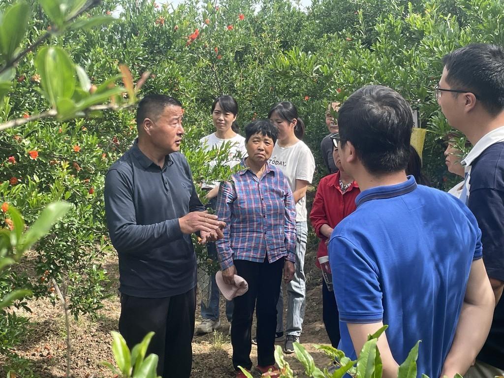 近 20 年研究培育！临潼石榴种植户选育新品种，果实颗粒大还抗寒抗裂果  第4张