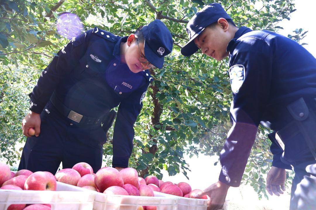 金秋丰收季，平度旧店镇 5 万亩苹果红了！旧店派出所民辅警全力守护  第6张