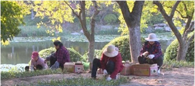 7 个主题专类花园正在建设！明年春天，古黄河公园将姹紫嫣红开遍  第1张