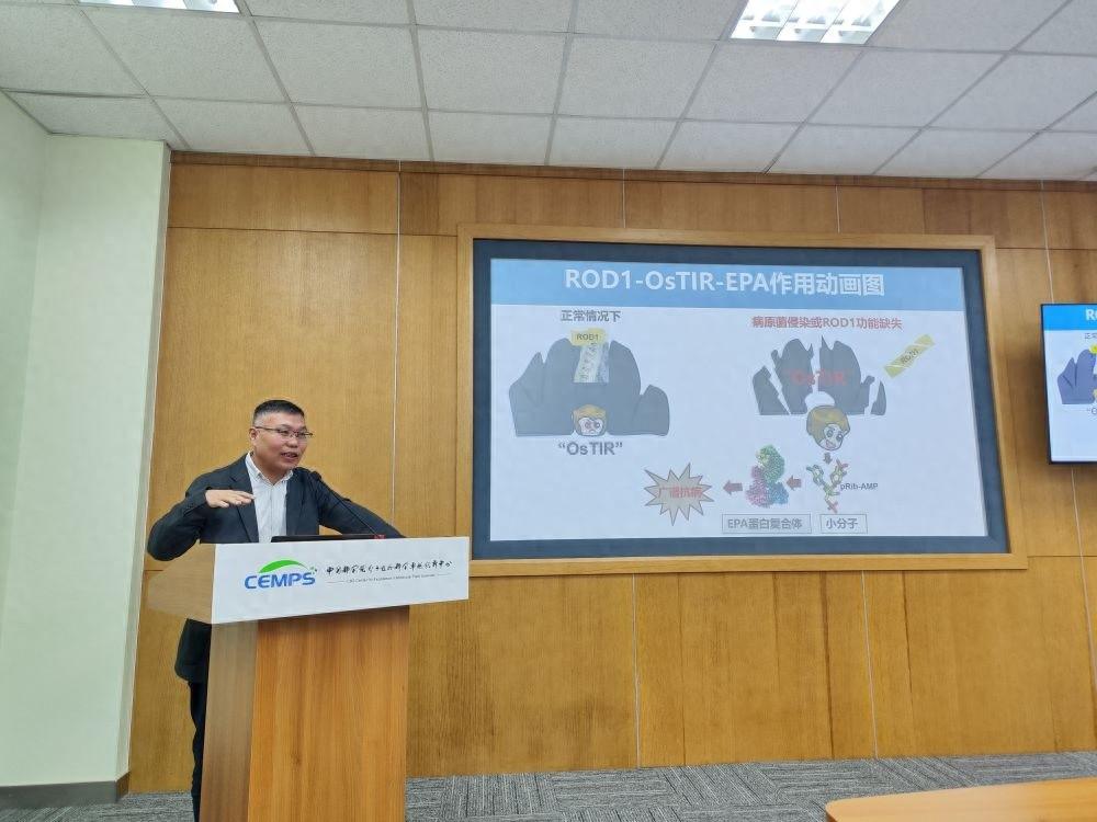抗病孙悟空如何被激活？植物免疫激活新机制揭示
