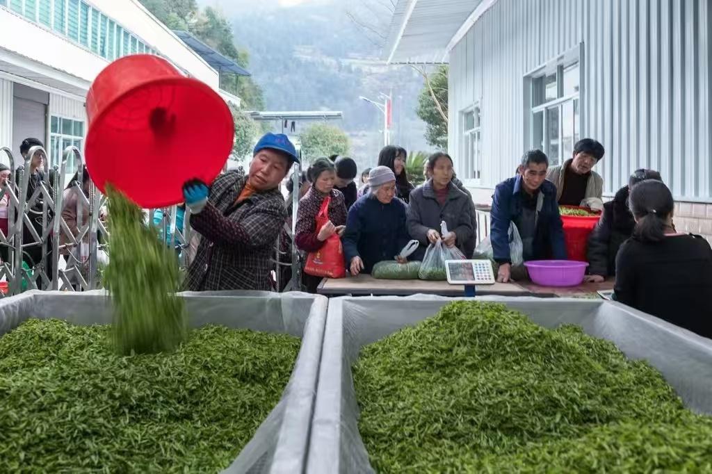 茶乡凯堡：茶廉文化与巴渝和美乡村建设的完美结合  第2张