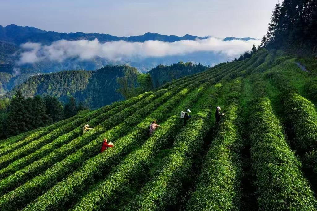 茶乡凯堡：茶廉文化与巴渝和美乡村建设的完美结合  第3张