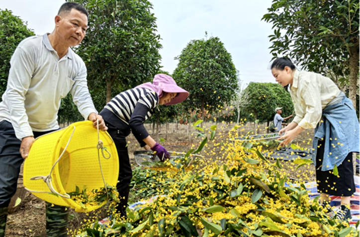 广西荔浦桂花大丰收！4000 多公斤产量，20 万元收入，你羡慕了吗？  第2张