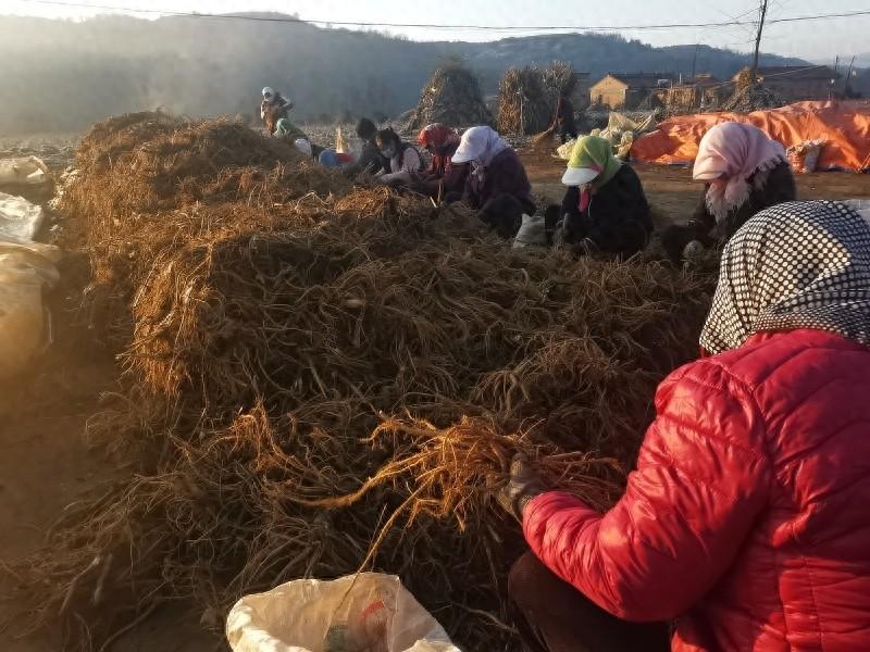 华亭市策底镇独活大丰收，药农喜笑颜开，预计收入好几万元  第1张