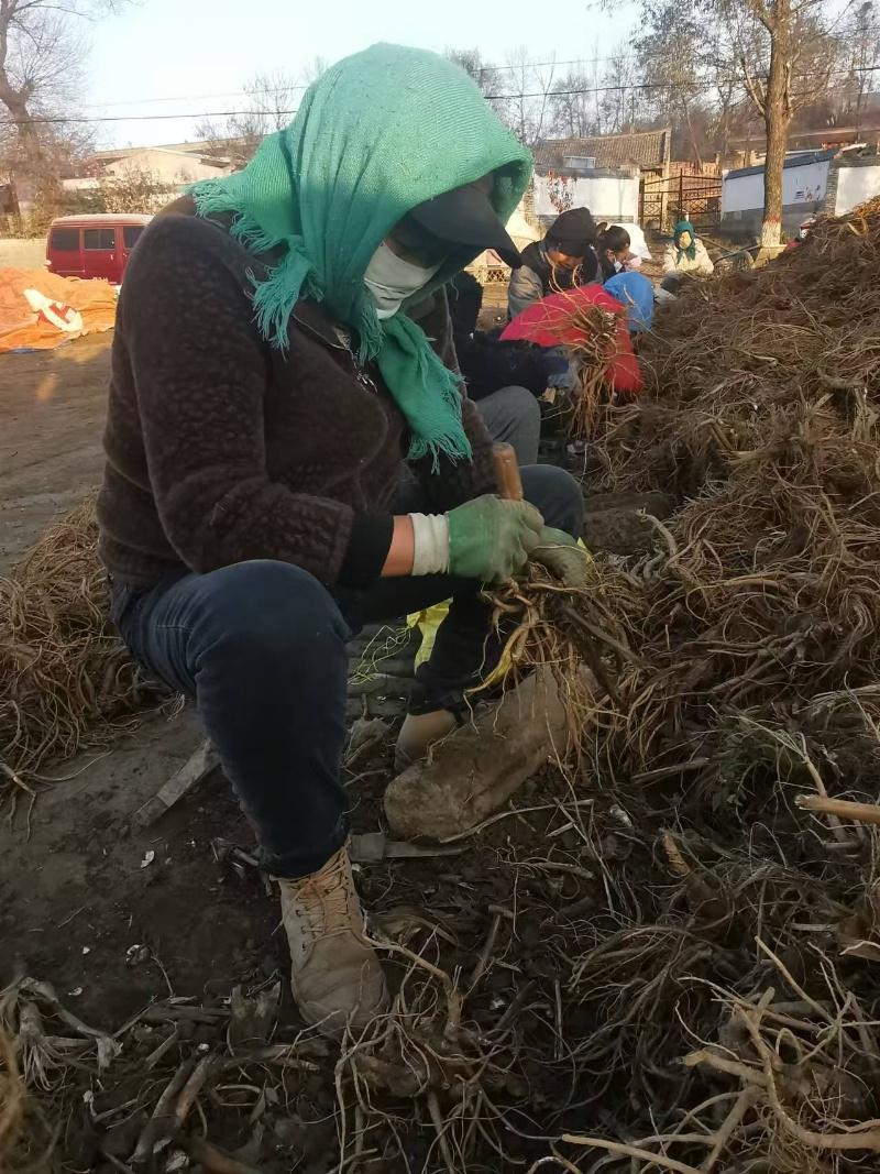 华亭市策底镇独活大丰收，药农喜笑颜开，预计收入好几万元  第2张