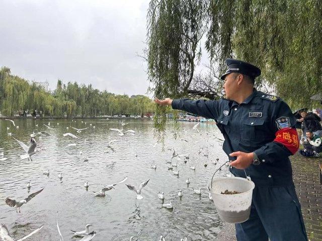 37 年了！每年冬天这群白色精灵都会如约而至，昆明翠湖等你来  第4张