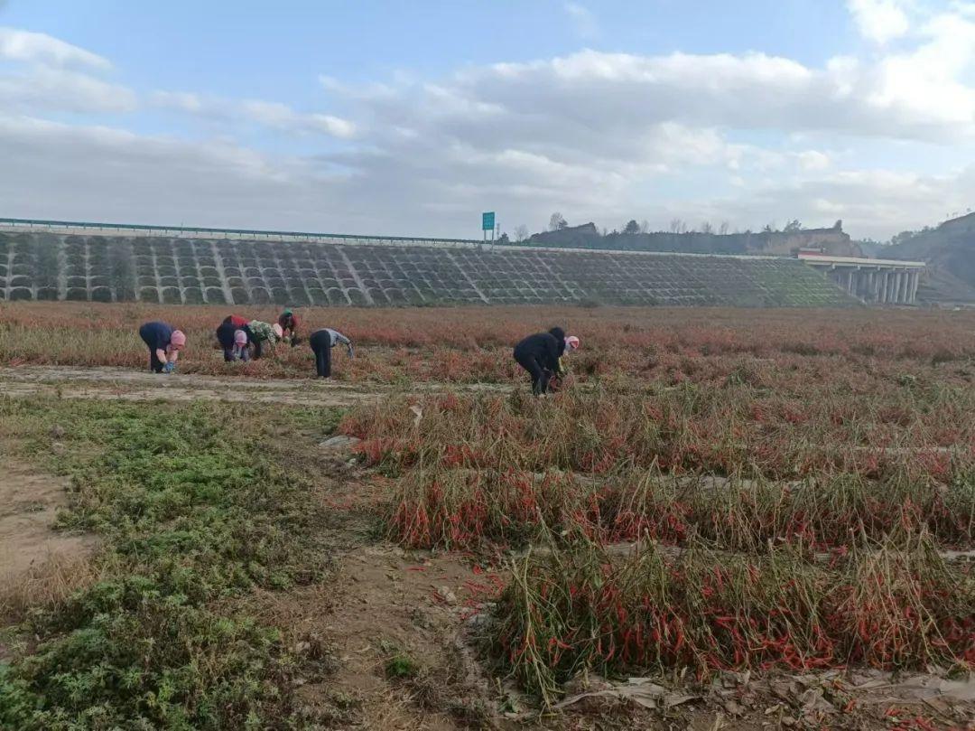 策底镇辣椒大丰收，映红群众致富路，带动相关产业发展  第2张