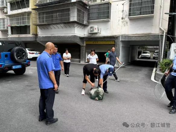 2024 年碧江区城管局开展不文明养犬专项整治行动，你还在不文明养犬吗？  第5张