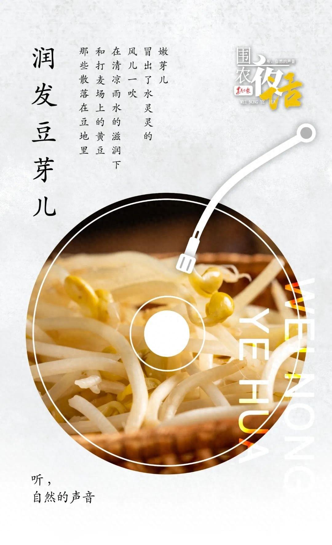 早年间，这美味豆芽儿，竟是秋雨过后田间遗落黄豆所生  第1张