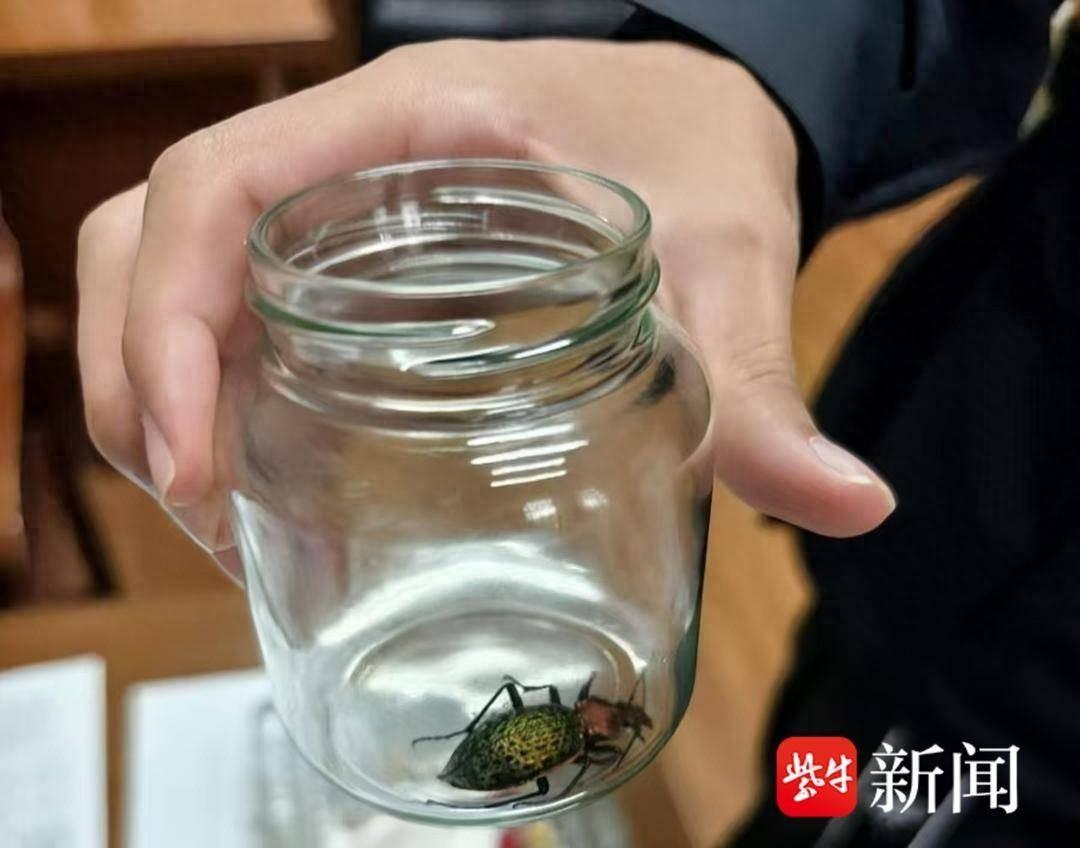 惊！校园现神秘甲虫，竟是国家二级保护动物