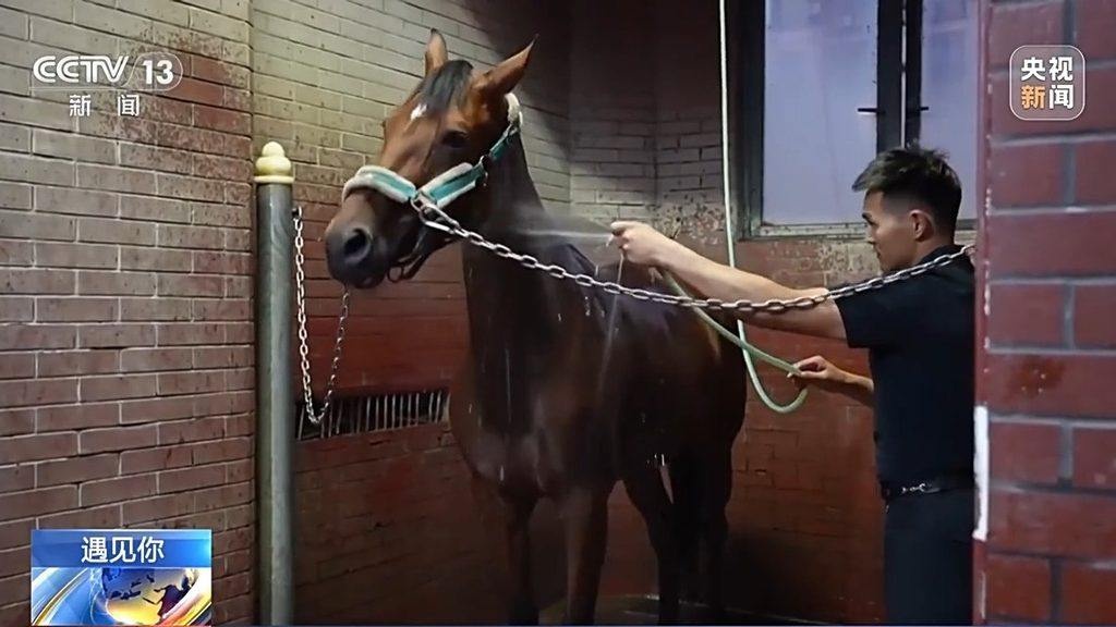 从乡村马夫到奥运骑士：河北小伙的逆袭之路，你敢相信吗？  第2张