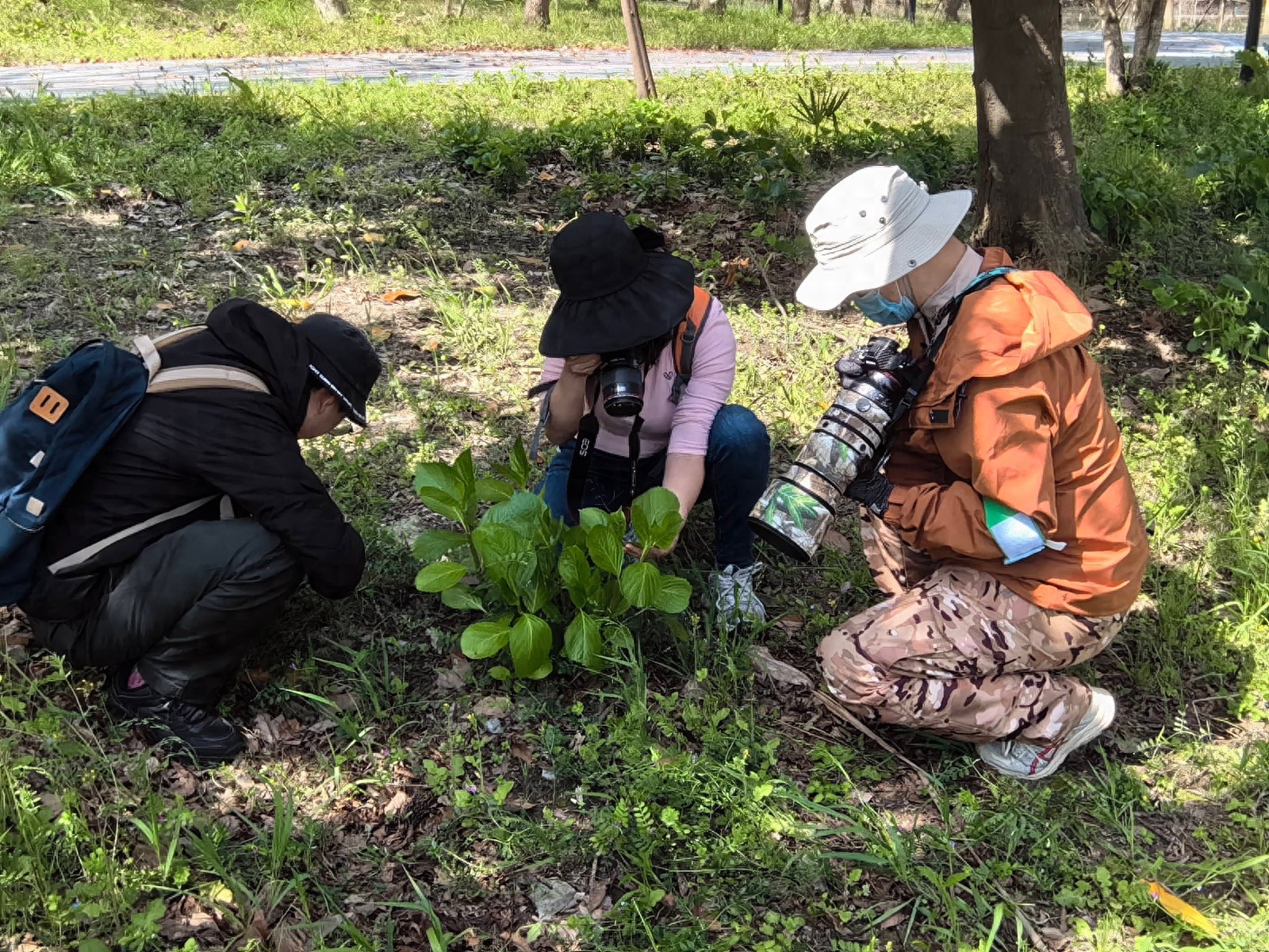 上海小学生遛狗意外发现珍稀昆虫，新版昆虫名录惊现市民贡献  第1张