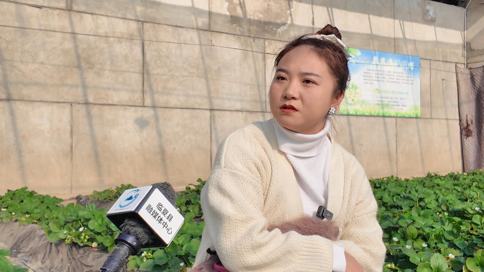 冬季里的春意盎然：临夏县百益草莓抢鲜上市，游客慕名而来体验采摘乐趣  第2张