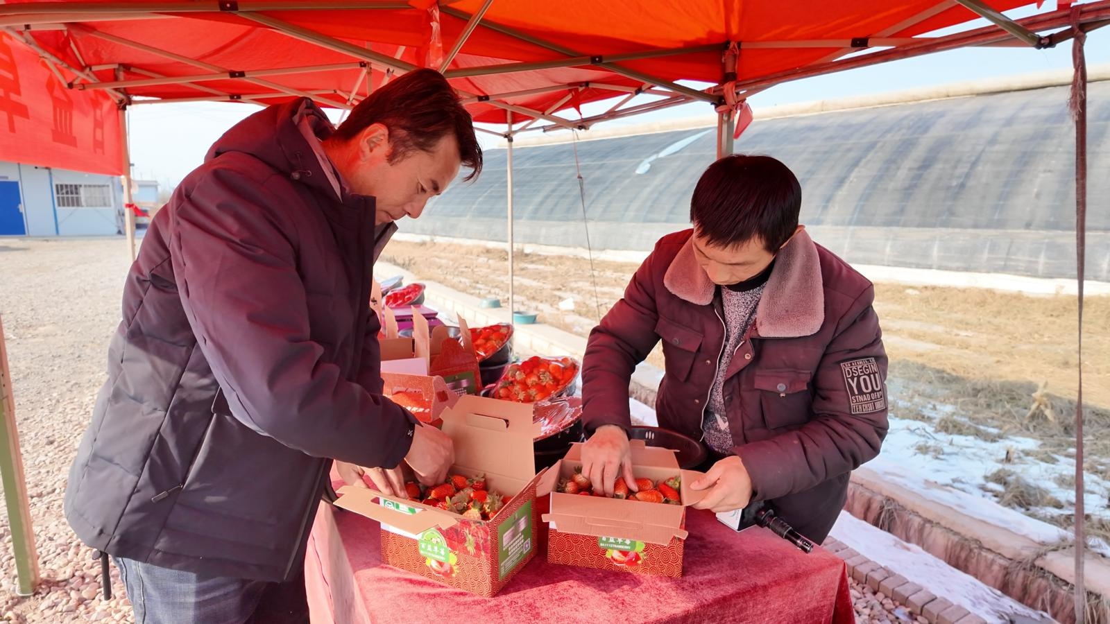 冬季里的春意盎然：临夏县百益草莓抢鲜上市，游客慕名而来体验采摘乐趣  第3张