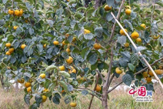 湖南泸溪：金秋柿子红似火，亩产值高达 1.2 万元  第1张