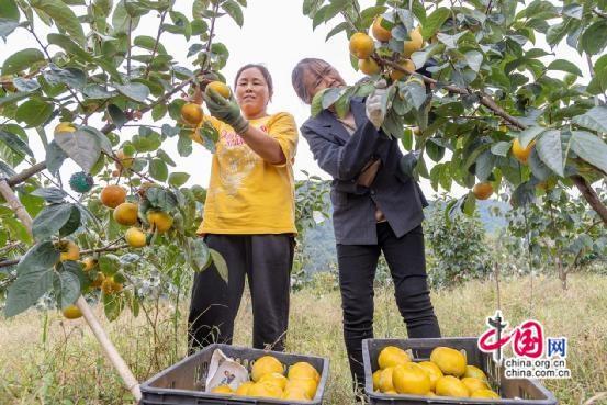 湖南泸溪：金秋柿子红似火，亩产值高达 1.2 万元  第2张