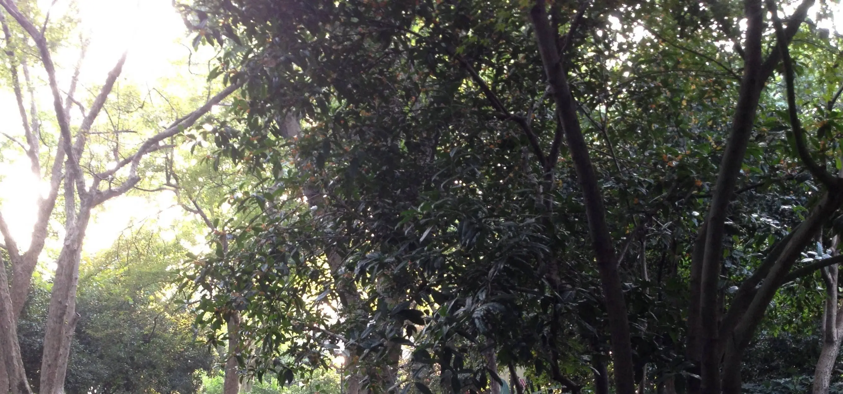 百年桂树飘香，中学时代的芬芳记忆，你有过吗？  第1张