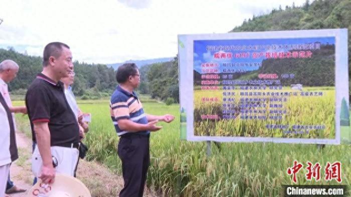 2024 年优质稻示范片现场观摩会，糯两优 6191 亩产竟高达 560 公斤  第1张