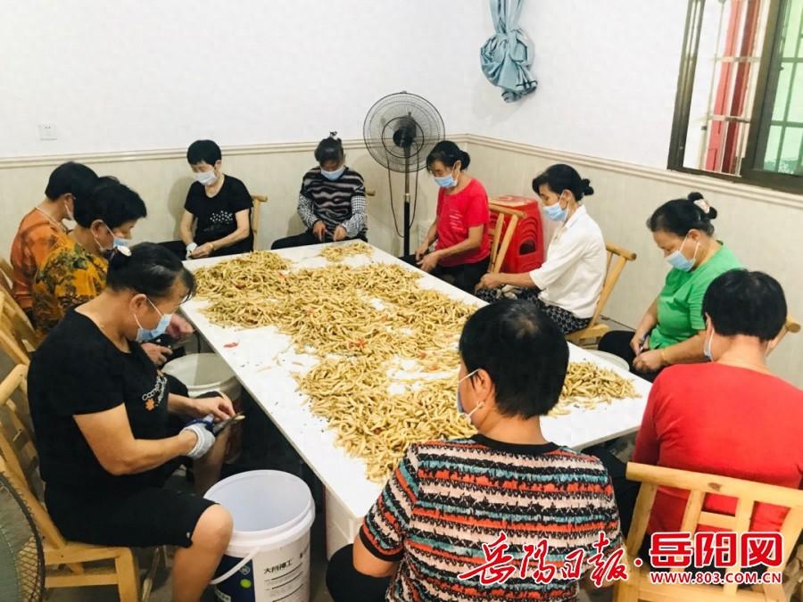 辞去深圳工作回乡种辣椒,10 年经验告诉你,农业真的很难 第1张 辞去深圳工作回乡种辣椒,10 年经验告诉你,农业真的很难 第1张