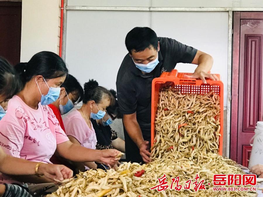 辞去深圳工作回乡种辣椒,10 年经验告诉你,农业真的很难 第2张 辞去深圳工作回乡种辣椒,10 年经验告诉你,农业真的很难 第2张