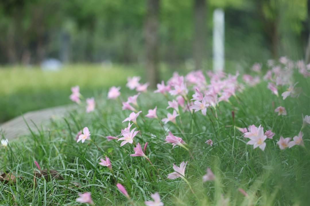 哇塞！成都高新区沱江河两侧风貌提升工程完工，打造绿色生态走廊  第2张