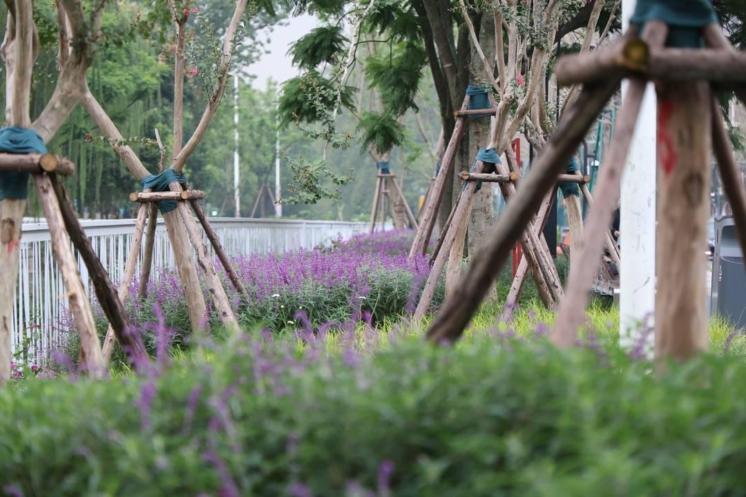 哇塞！成都高新区沱江河两侧风貌提升工程完工，打造绿色生态走廊  第4张