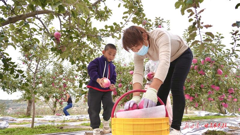 静宁苹果丰收季：6 亩果园产 3000 多斤，地头收购价每斤 5 元左右  第2张