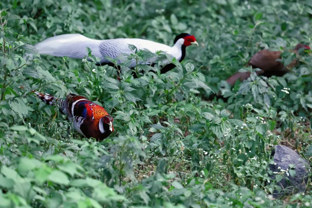 安徽唯一全域开展生物多样性本底调查的地级市,已发现 6031 种生物 第3张 安徽唯一全域开展生物多样性本底调查的地级市,已发现 6031 种生物 第3张