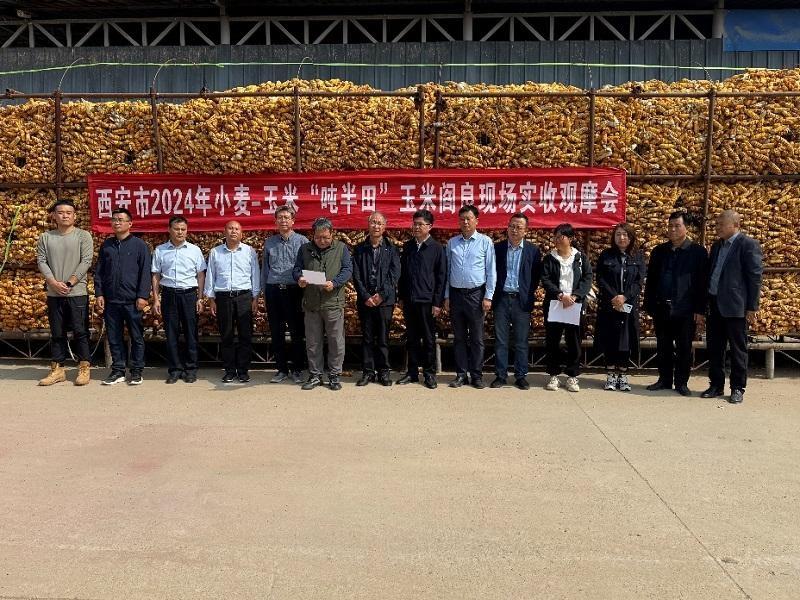 陕西阎良：秋粮丰收，小麦-玉米吨半田示范引领粮食产量创新高  第3张