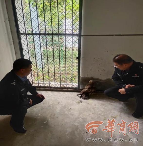 惊！西安一男子上山竟发现受伤的国家一级保护动物金雕  第3张