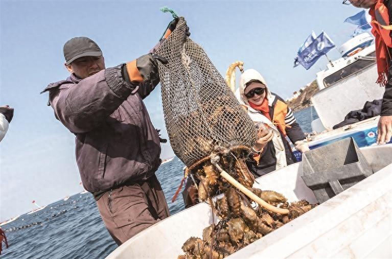 北纬 39°的獐子岛，野生海参冬捕节盛大启幕，你还不来看看？  第1张