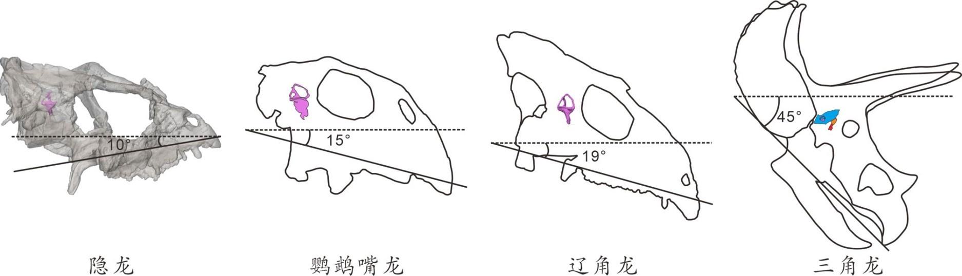 恐龙越大越笨？中国地质大学研究团队最新发现颠覆认知  第3张