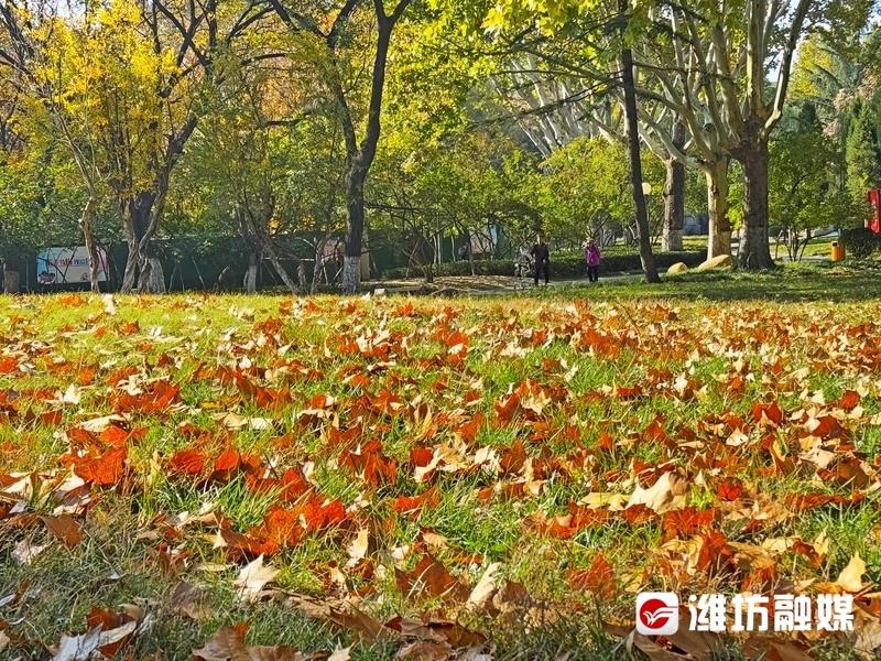 潍坊城管局决定开展落叶缓扫活动，留住城市诗意美景  第2张