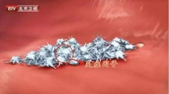 炎症竟是身体的超能力？一文带你全面了解炎症的好坏
