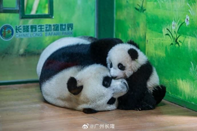 又有游客用激光笔照大熊猫眼睛，这次竟发生在长隆野生动物世界  第1张