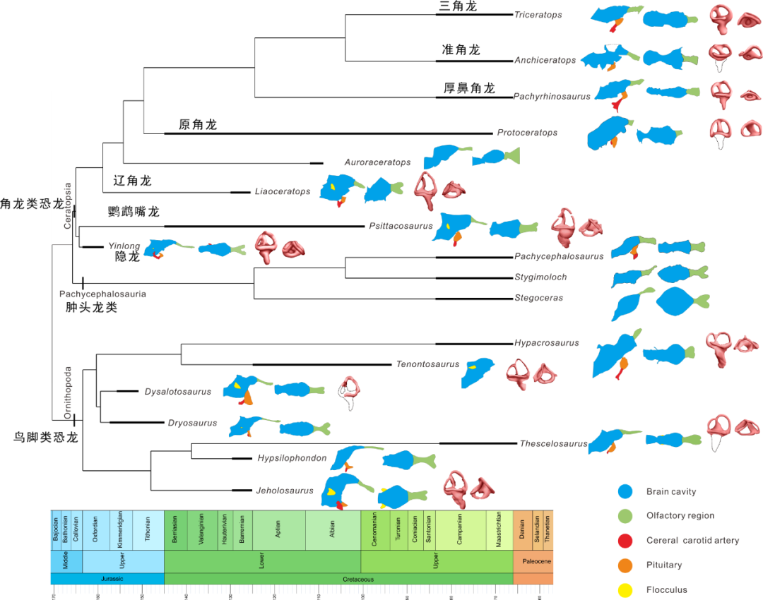 恐龙的听觉、嗅觉和聪明程度竟会随体型增大而退化  第2张