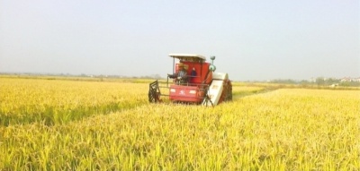 揭秘国家标准：稻谷、小麦、油菜籽的质量等级，你知道多少？  第1张