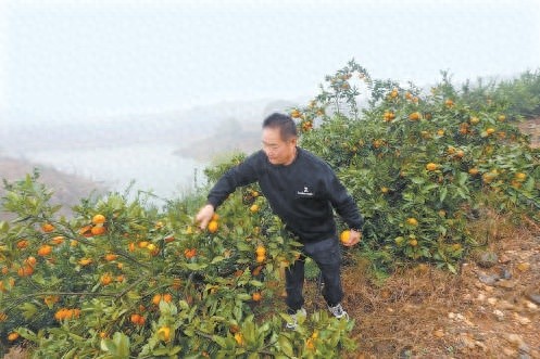 揭秘北冰洋吉祥物背后的故事：武当蜜桔如何成为国民饮料的新宠？  第1张