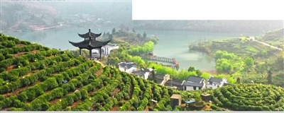 北纬30°的秘密：三潭枇杷，一颗承载千年历史的甜蜜传奇  第3张