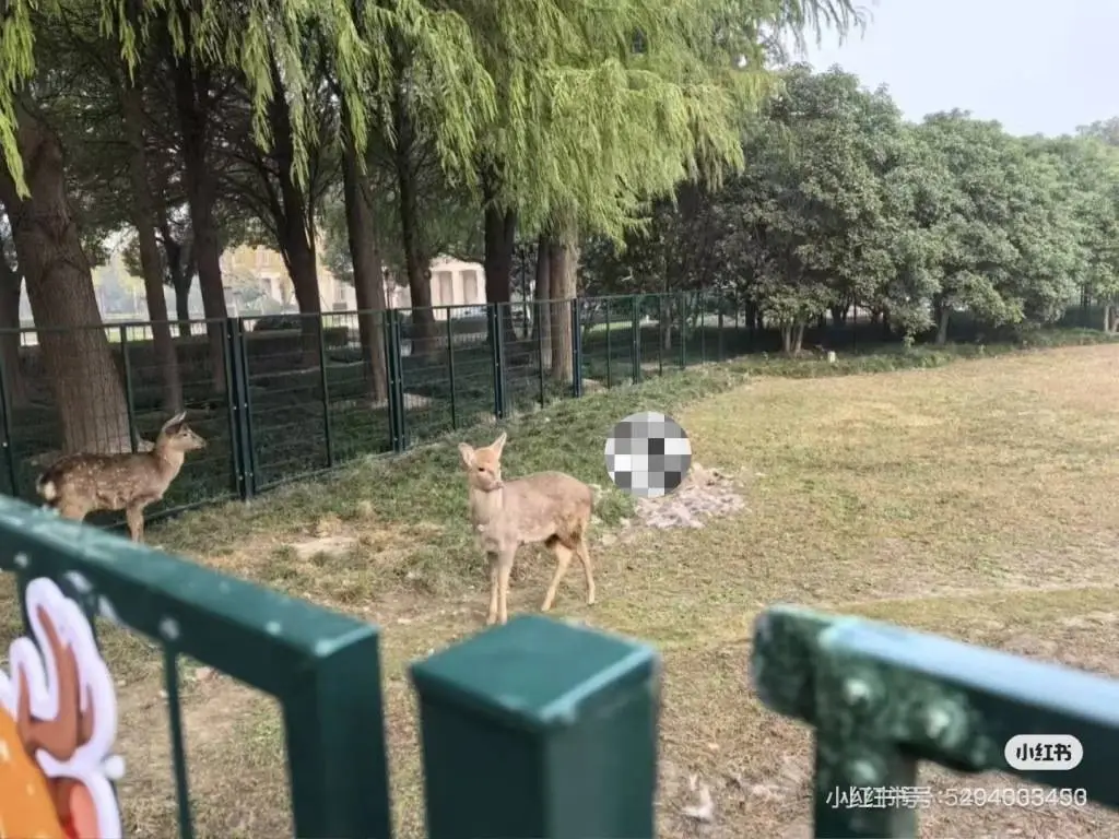 揭秘上海交大生态林小鹿惨案：凶手竟是它？专家解析惊人真相