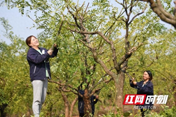 揭秘金槐：从槐树到金槐米，一场绿山富民的奇迹之旅