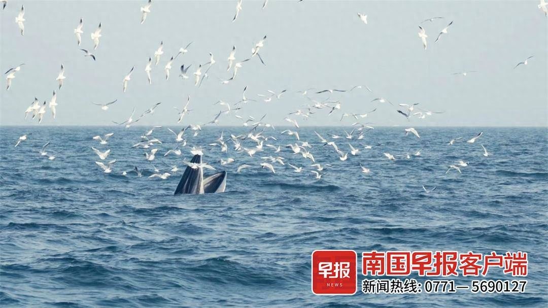 鲸鱼马戏团乐队：从北京到涠洲岛，只为追寻布氏鲸的歌声，揭秘大海的乐章