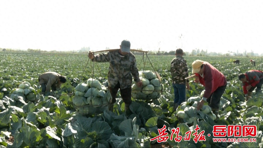 冬日暖阳下的绿色盛宴：君山区广兴洲镇包菜丰收，每亩产量惊人达9000斤