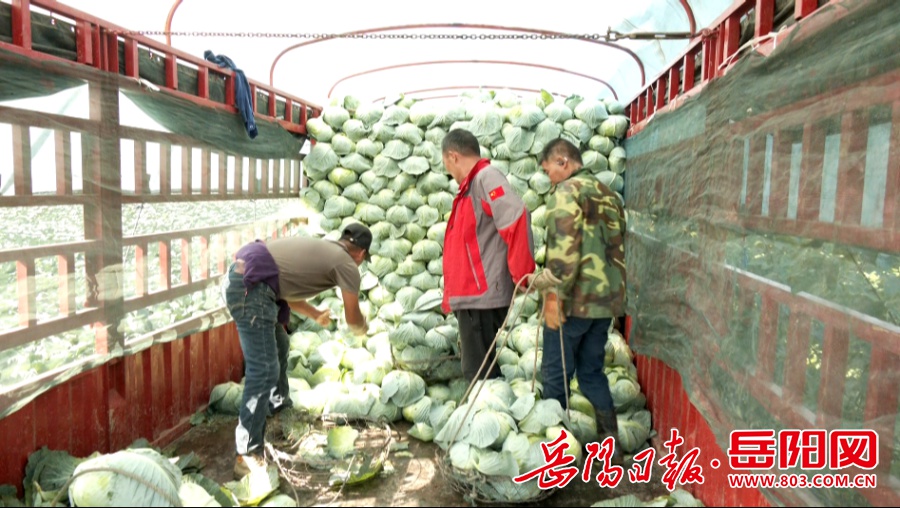冬日暖阳下的绿色盛宴：君山区广兴洲镇包菜丰收，每亩产量惊人达9000斤  第2张